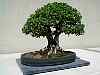bonsai26.jpg
